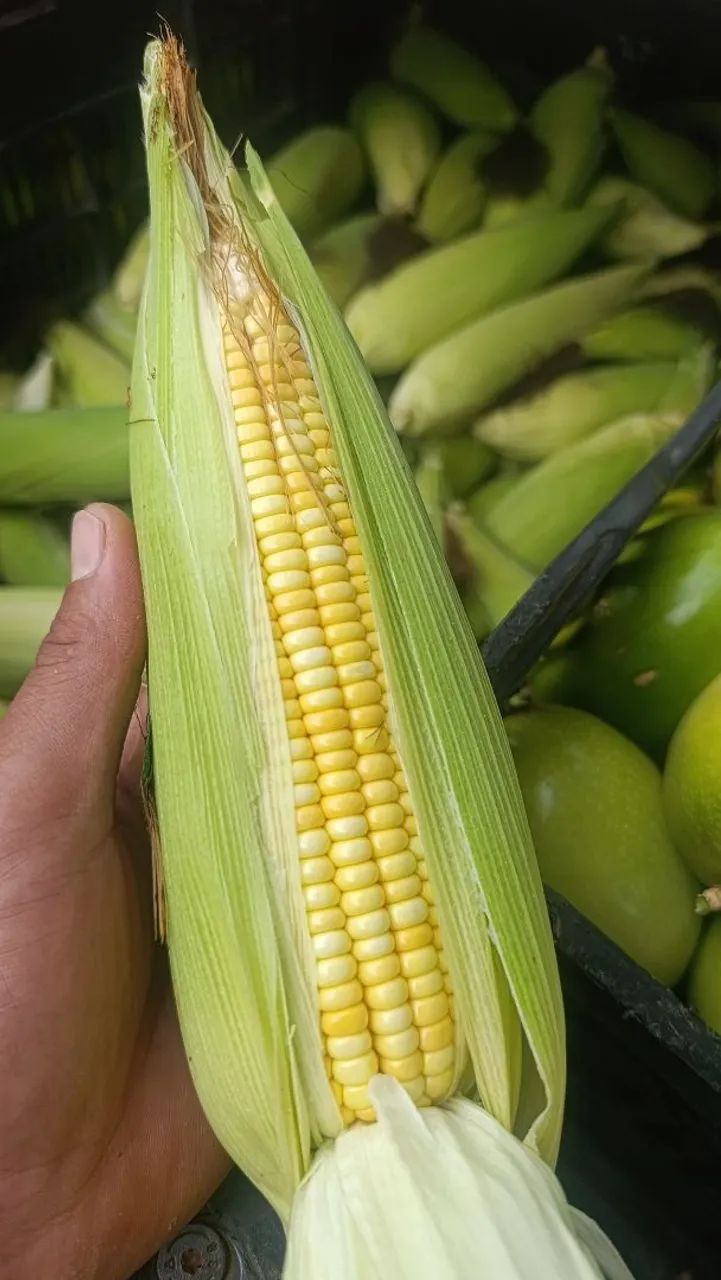 MILHO VERDE ATACADO. - Foto 3