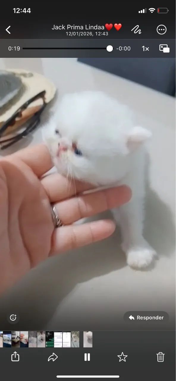 Vendo gatinho persa macho 1.500 pai e mãe no loca  - Foto 2