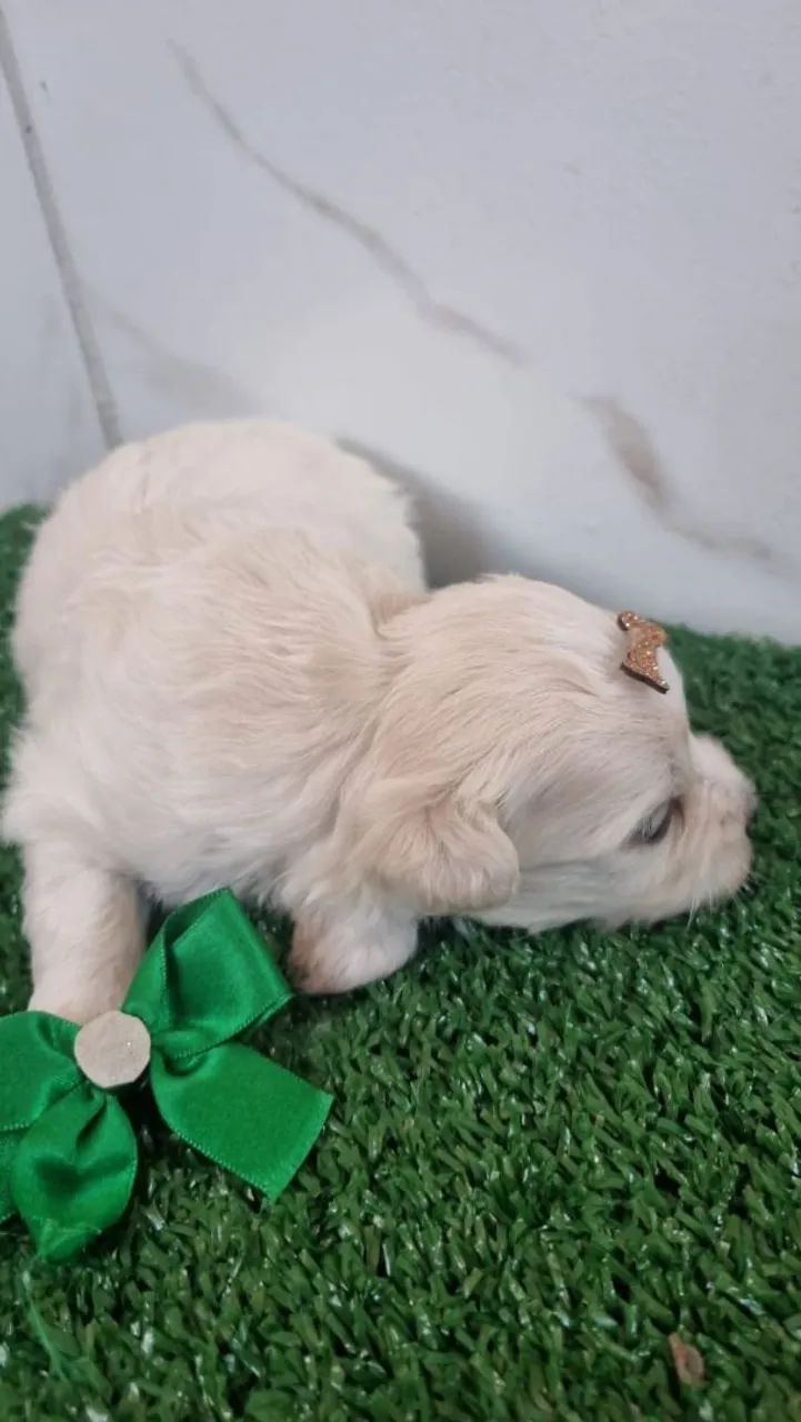 Poodle com Maltês  - Foto 5