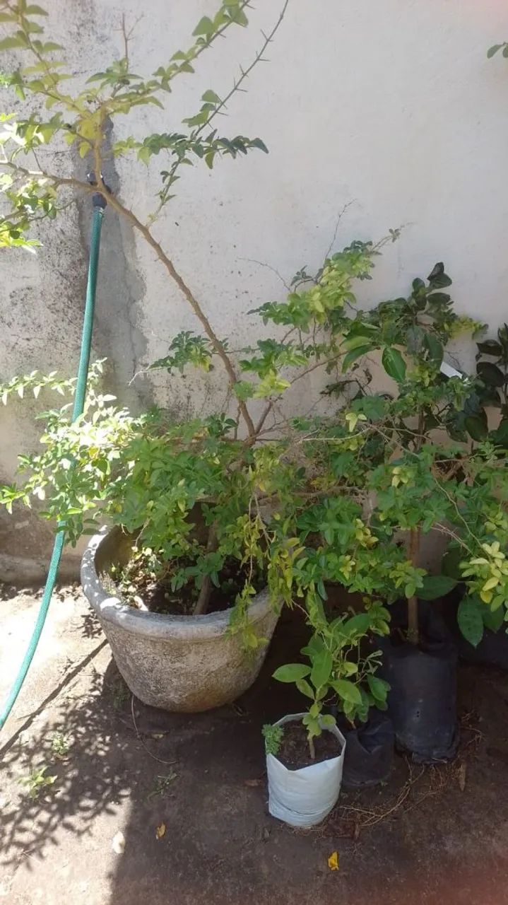 Plantas e C&A - Foto 3