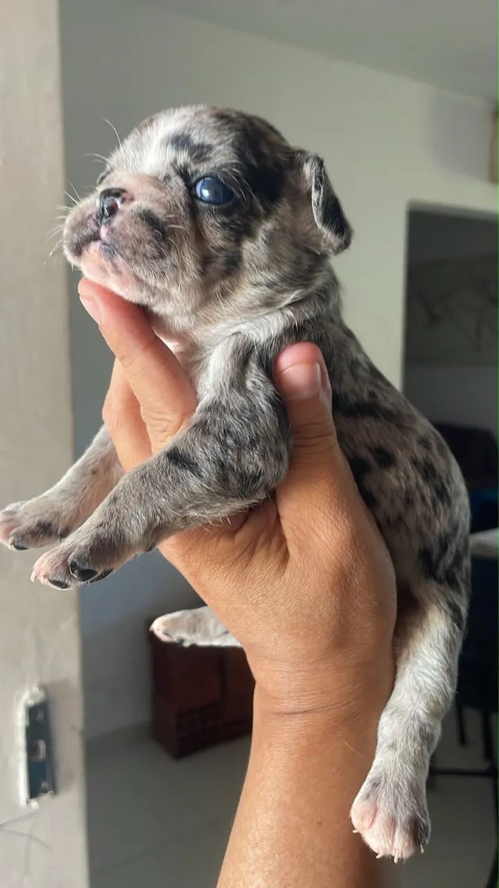 Buldogue francês  - Foto 3
