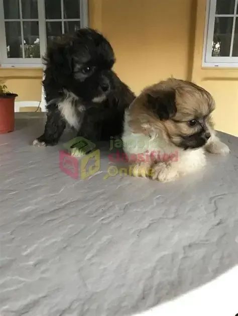 shipoo