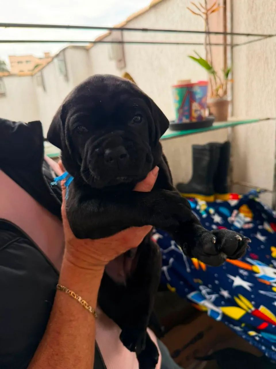 Filhote de Cane Corso com Pedigree  - Foto 3