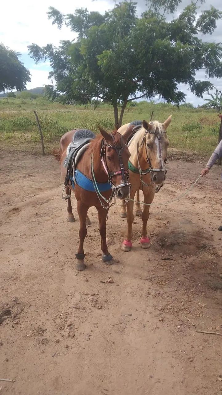 Cavalo  - Foto 5