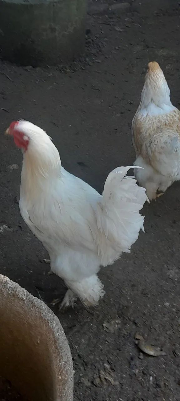 Frango brahma White  - Foto 2