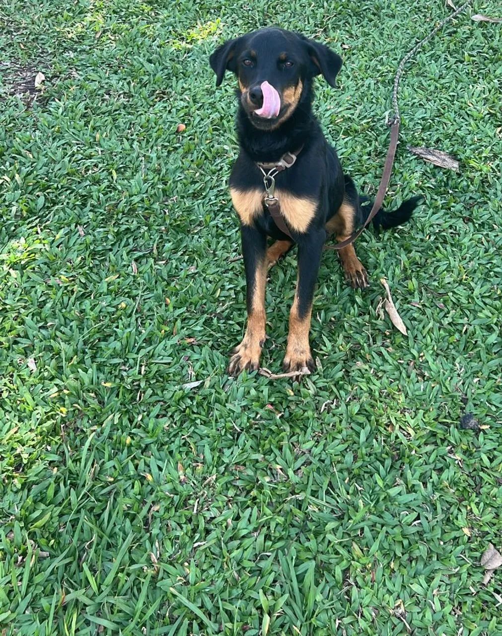 Rottweiler alemão com 7 meses  - Foto 4