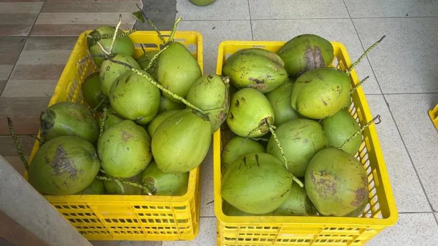 Disponibilidade de entrega Coco para venda de água de coco  - Foto 2
