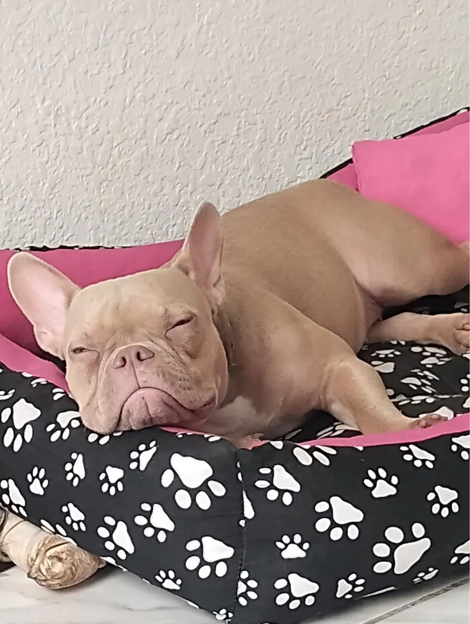 Animais - Foto 2