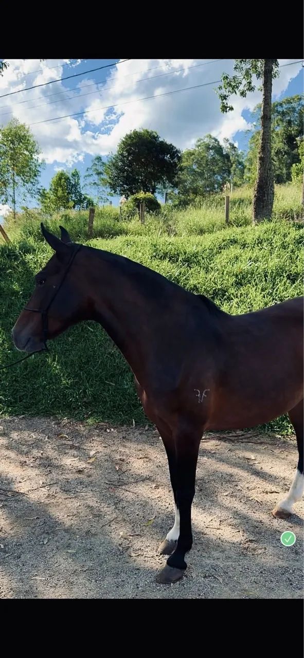 Égua Mangalarga Marchador  - Foto 3