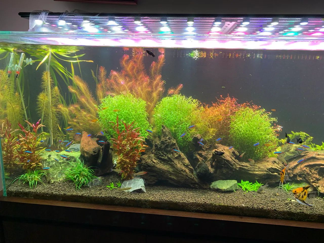 Vendo aquario 412l, sump e móvel - Foto 4