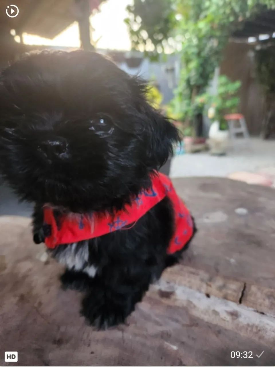 Shih Tzu  - Foto 4