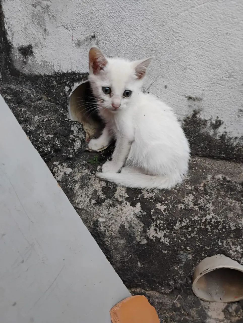 Doa gatos  - Foto 2