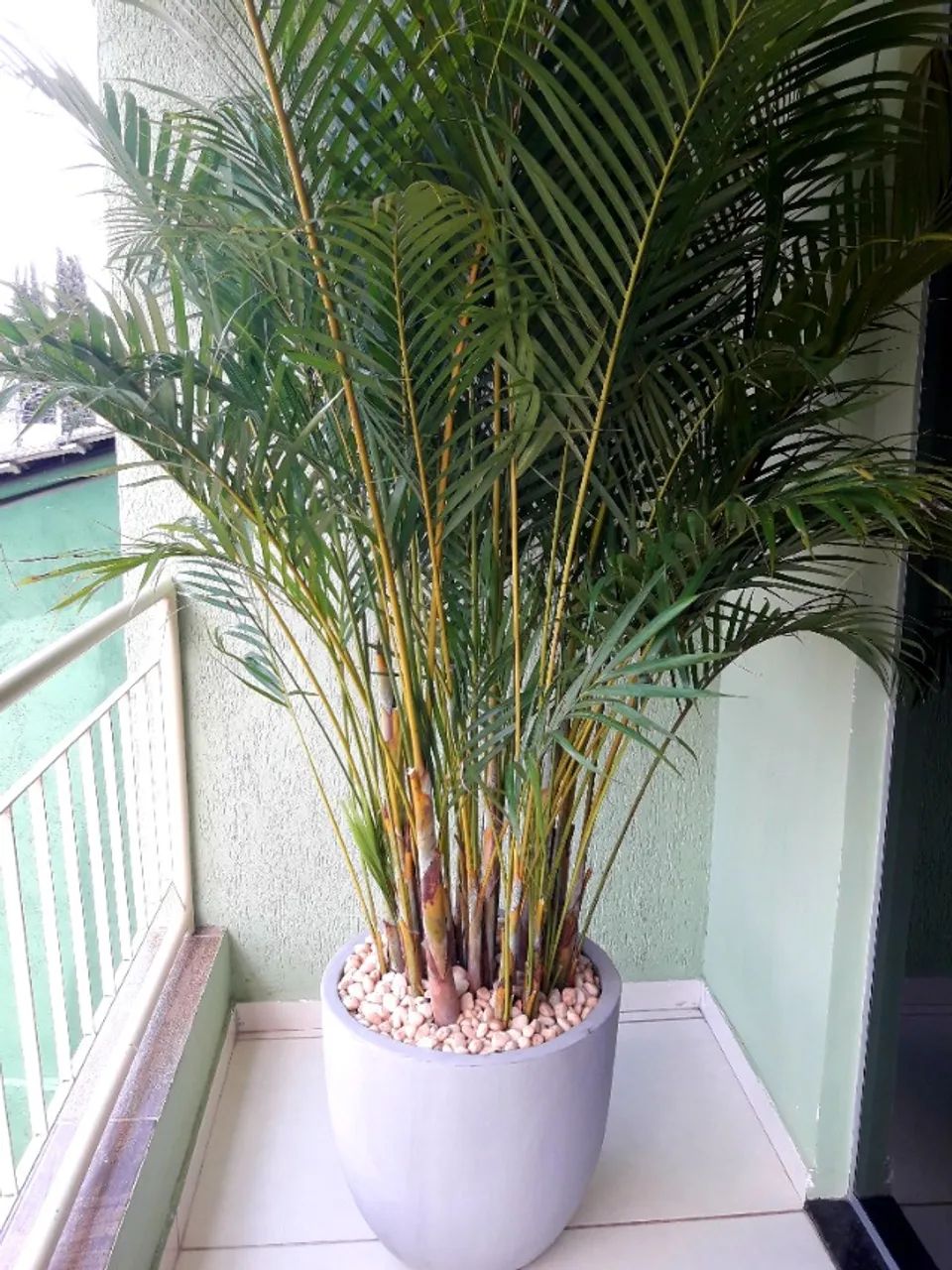 Vaso e plantas 