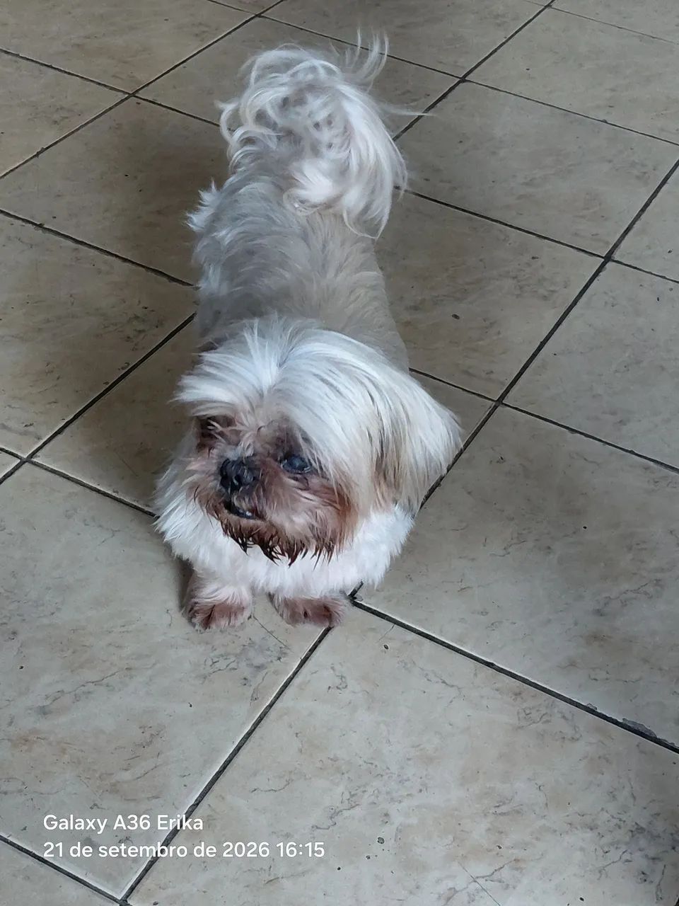 Shih tzu - Foto 2