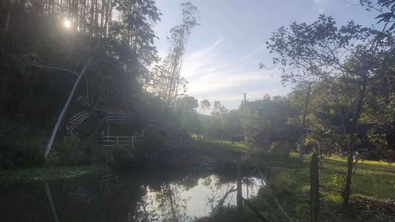 Vendo Floresta de eucalipto em pé 20.000 árvores - Foto 3