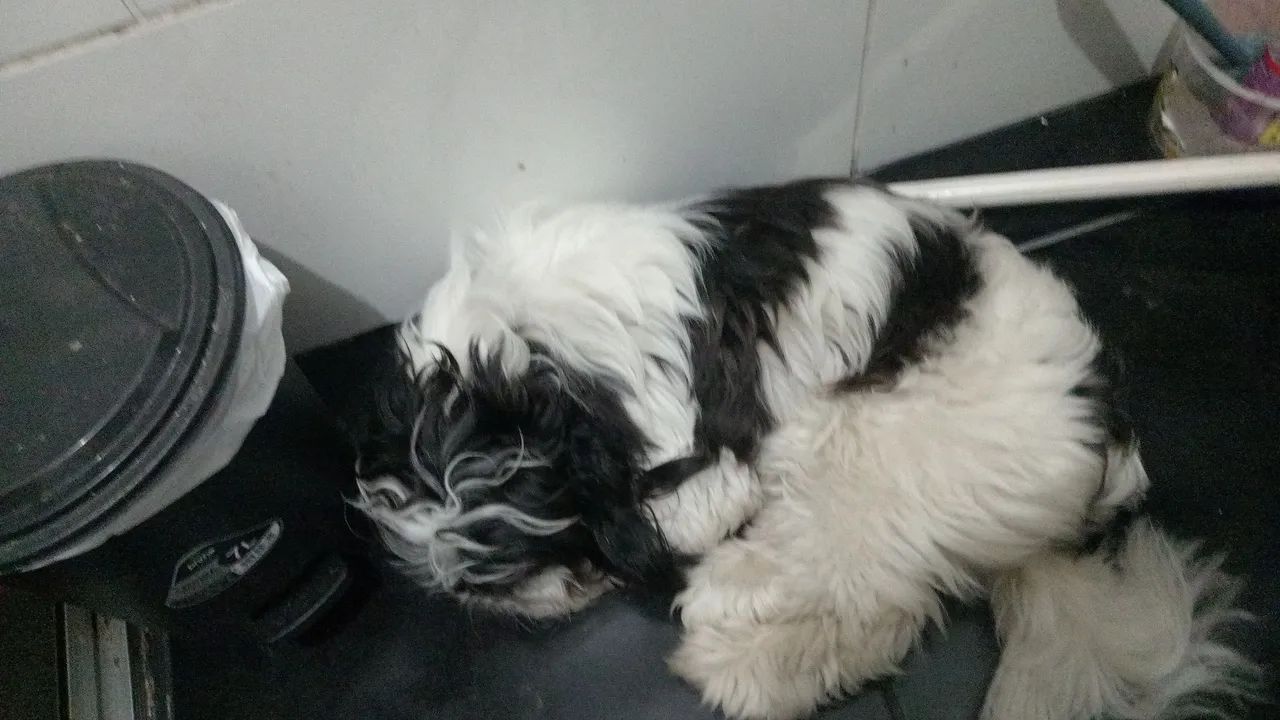 PROCURAMOS UMA NAMORADA  - Foto 2