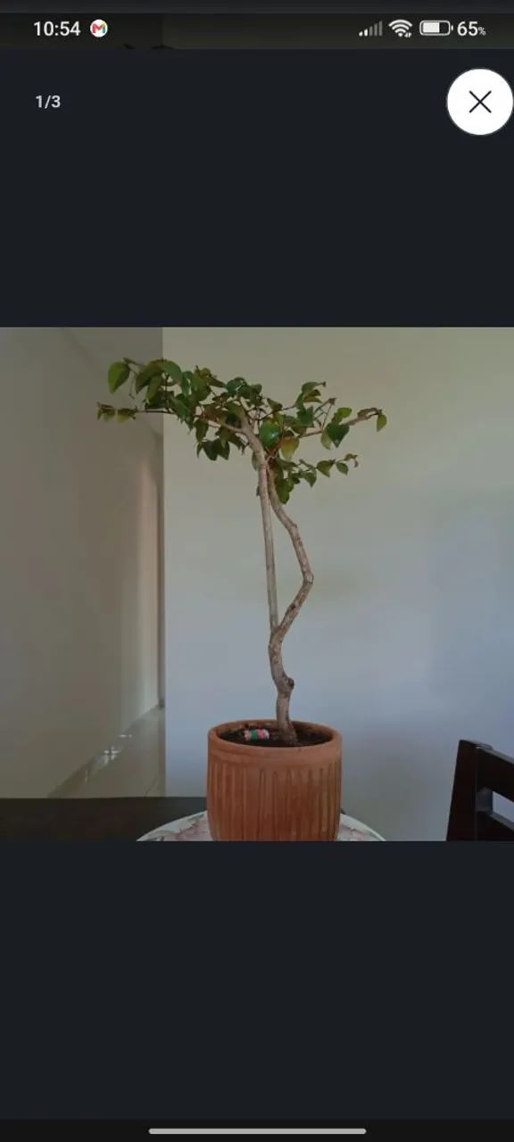 Bonsai Pitanga 
