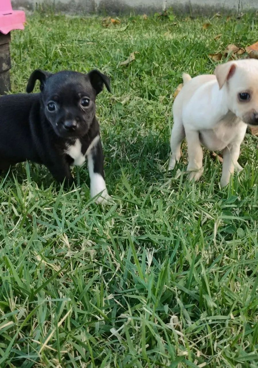 FEMEAS Pinscher 1 - Foto 2