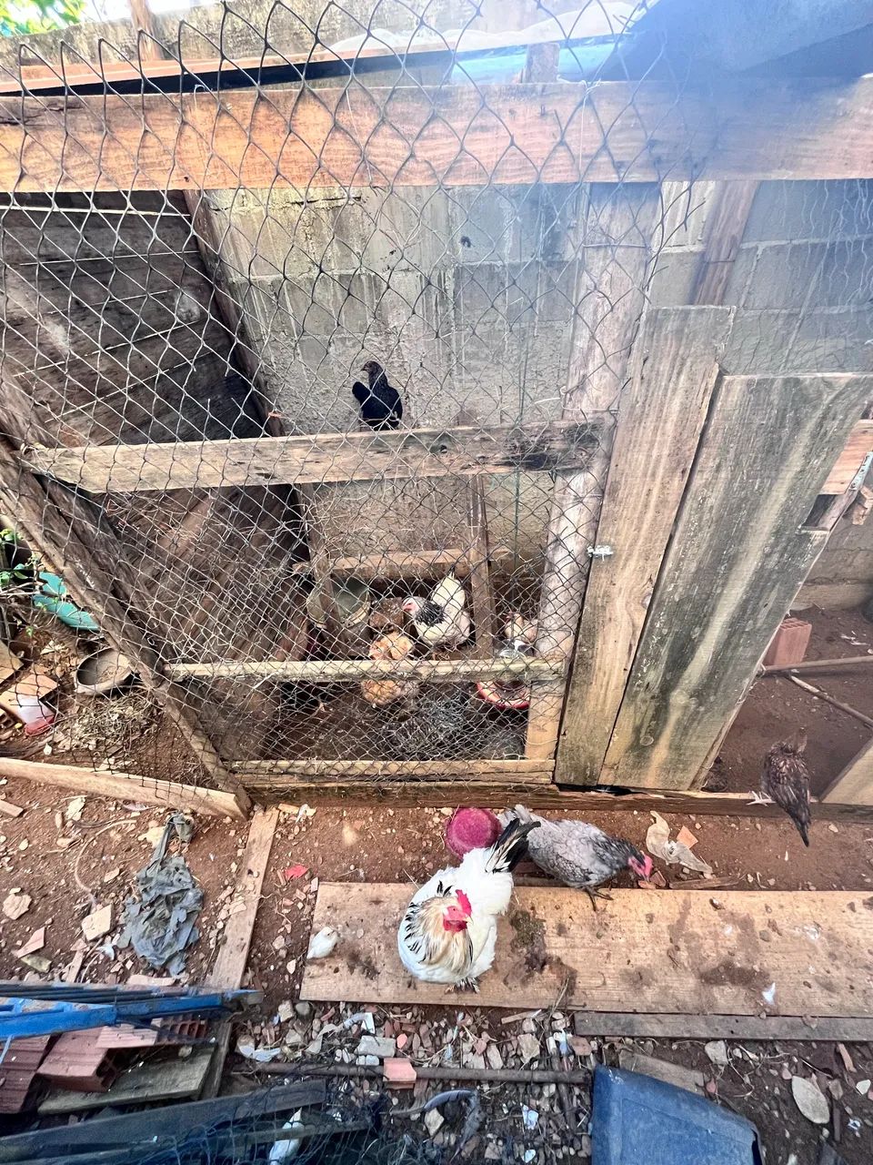 Galinhas à venda - Foto 5