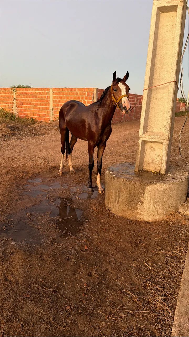 Égua mm - Foto 2