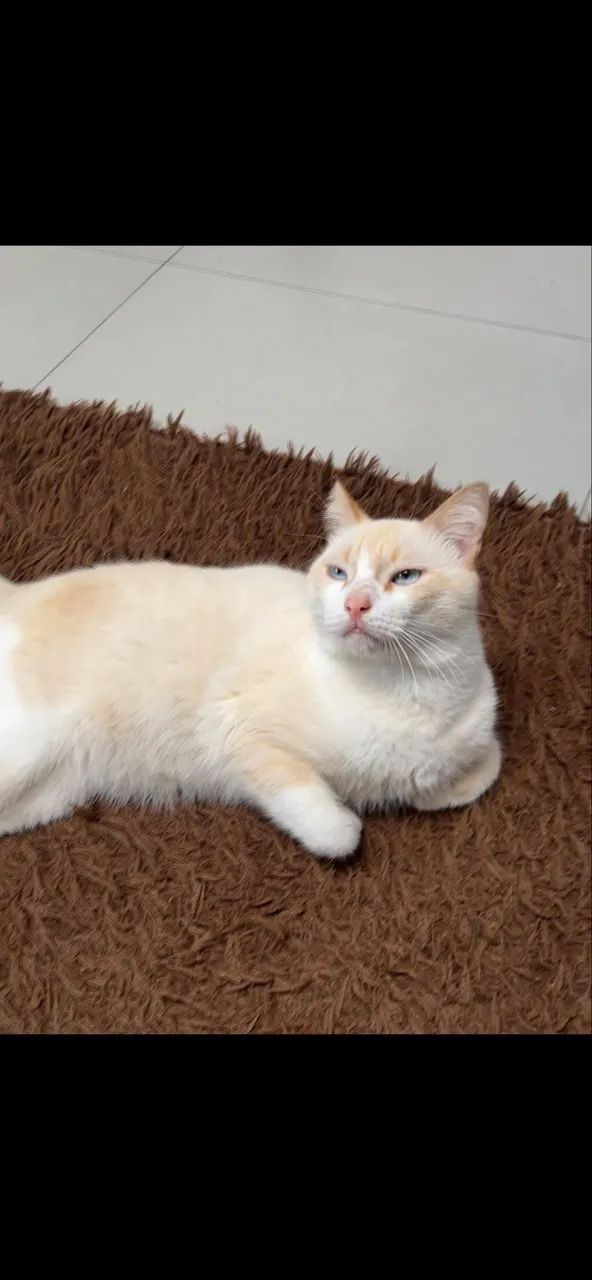 Adote gato lindo dos olhos azuis, grande e saudável  - Foto 2