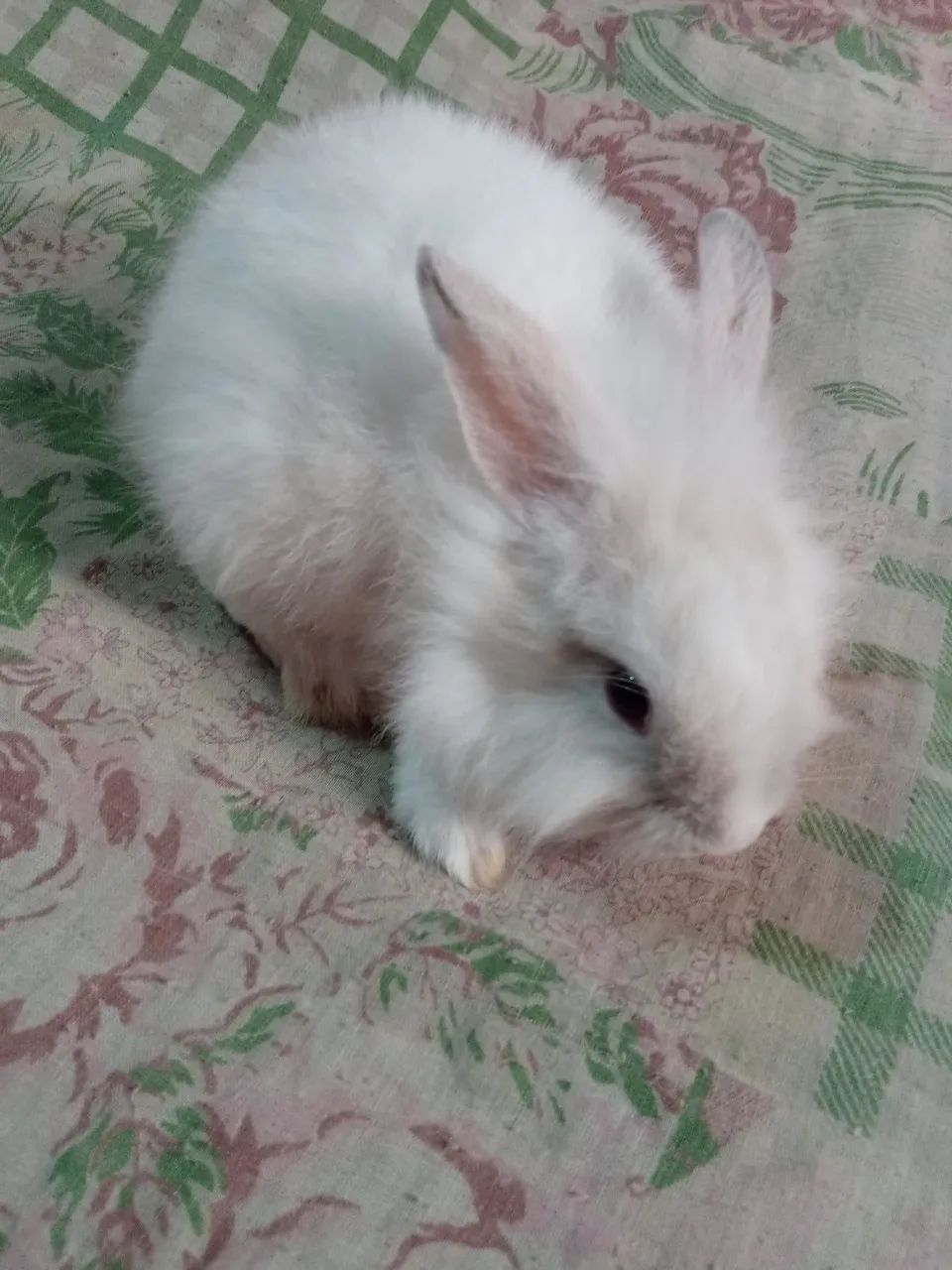 Animais de estimação - Foto 3
