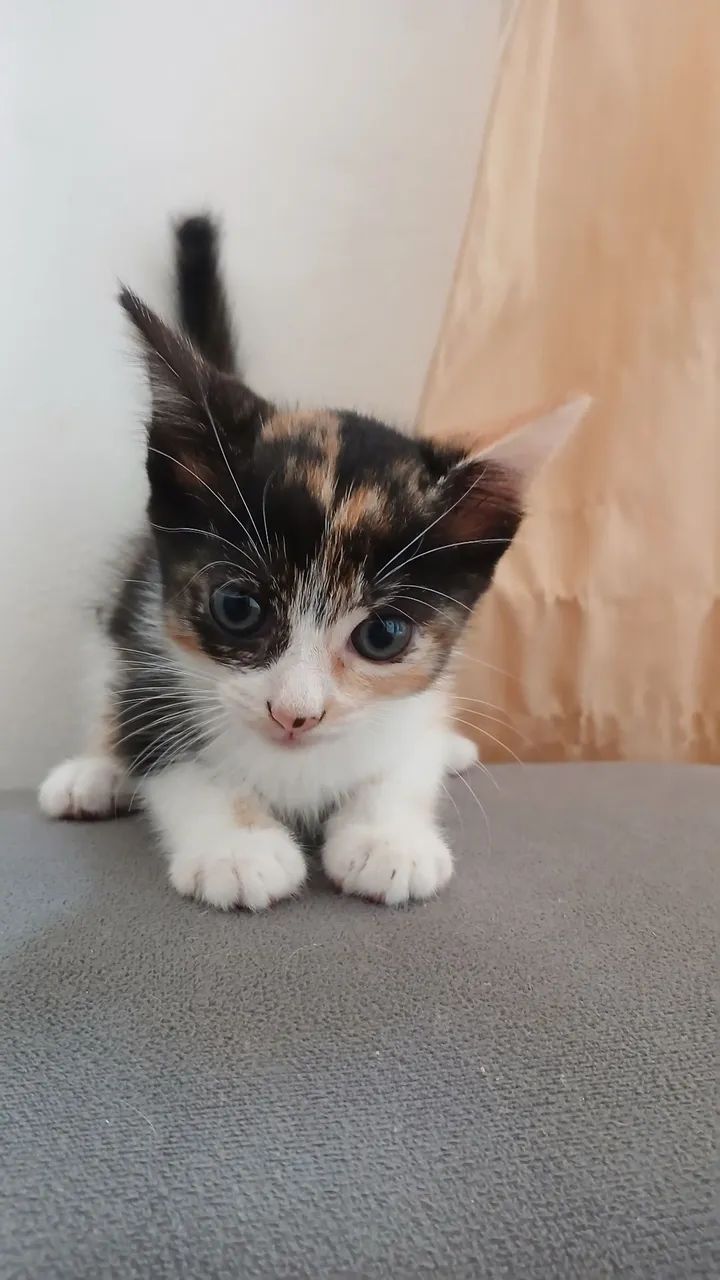 Gatinhos para doação  - Foto 4