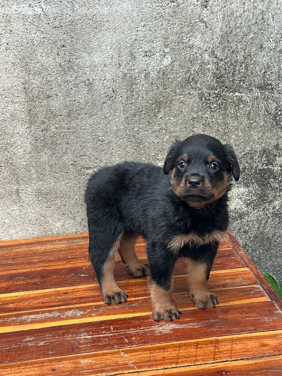 Rottweiler 