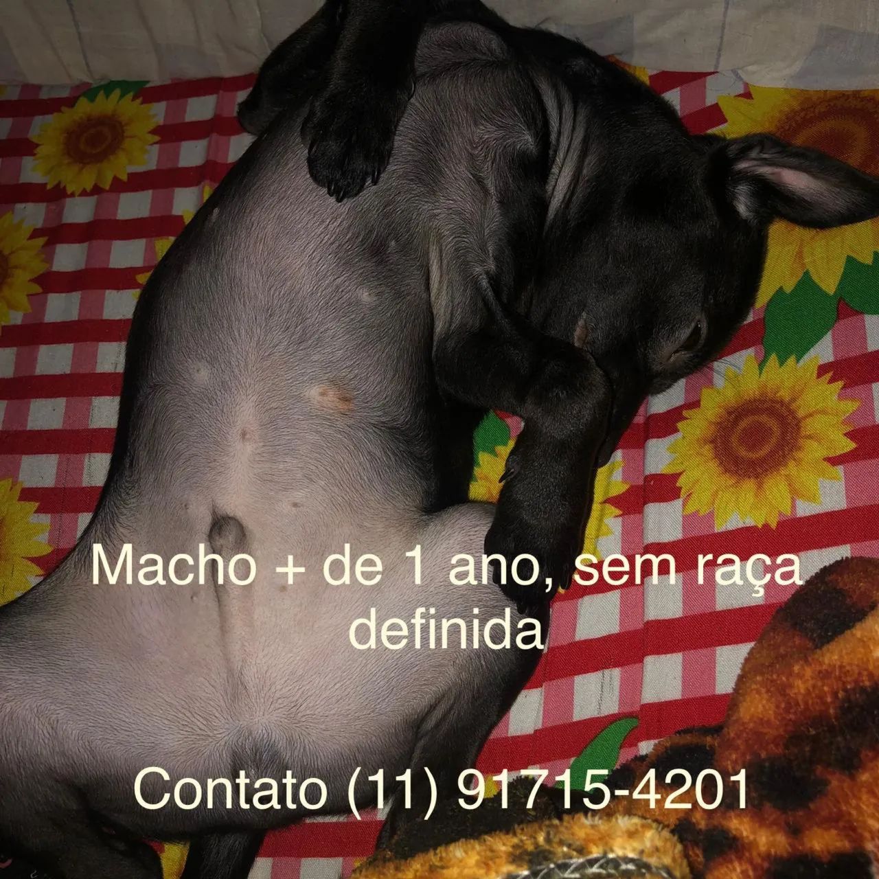 Cachorros