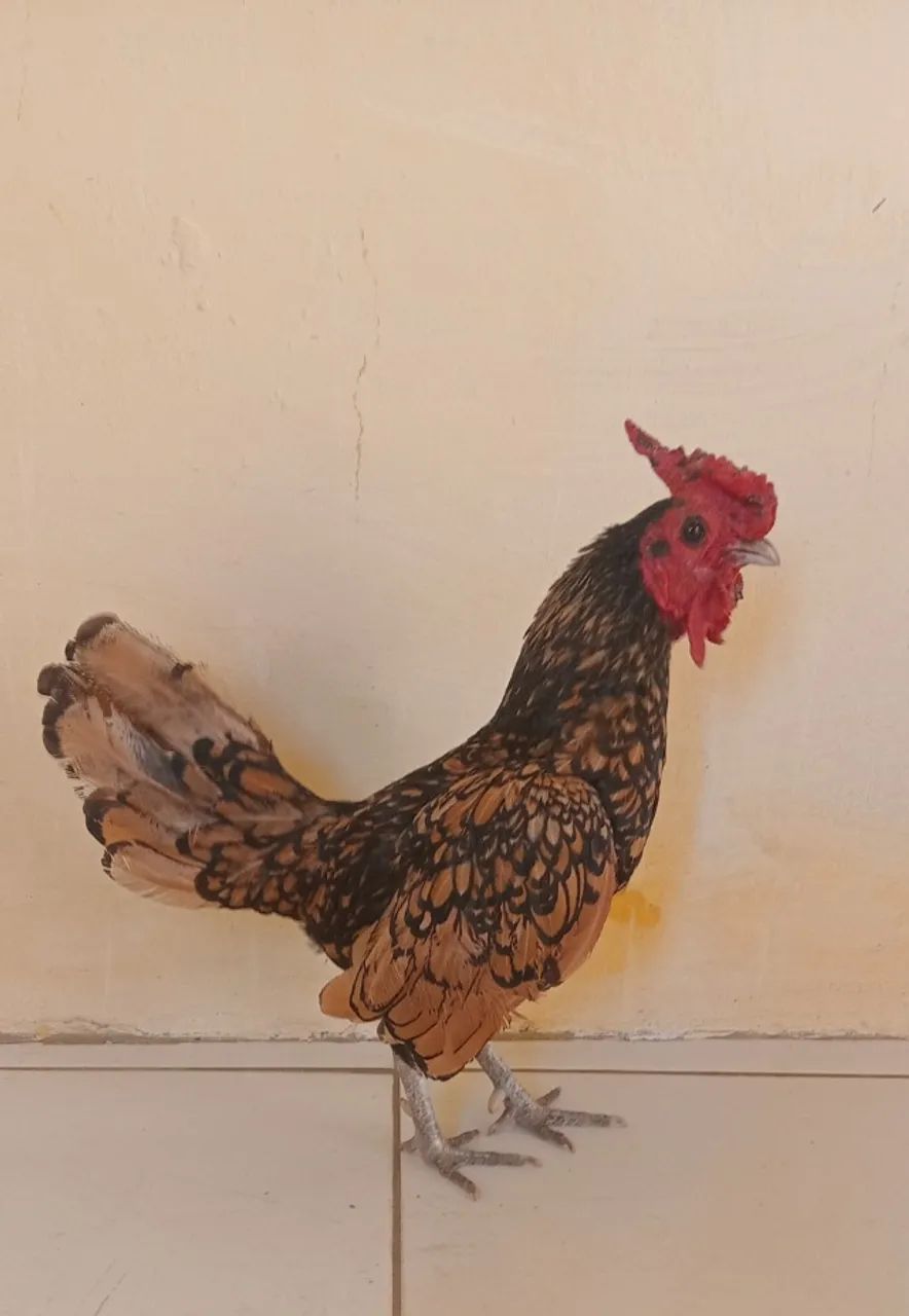 Frango Sebright dourado 