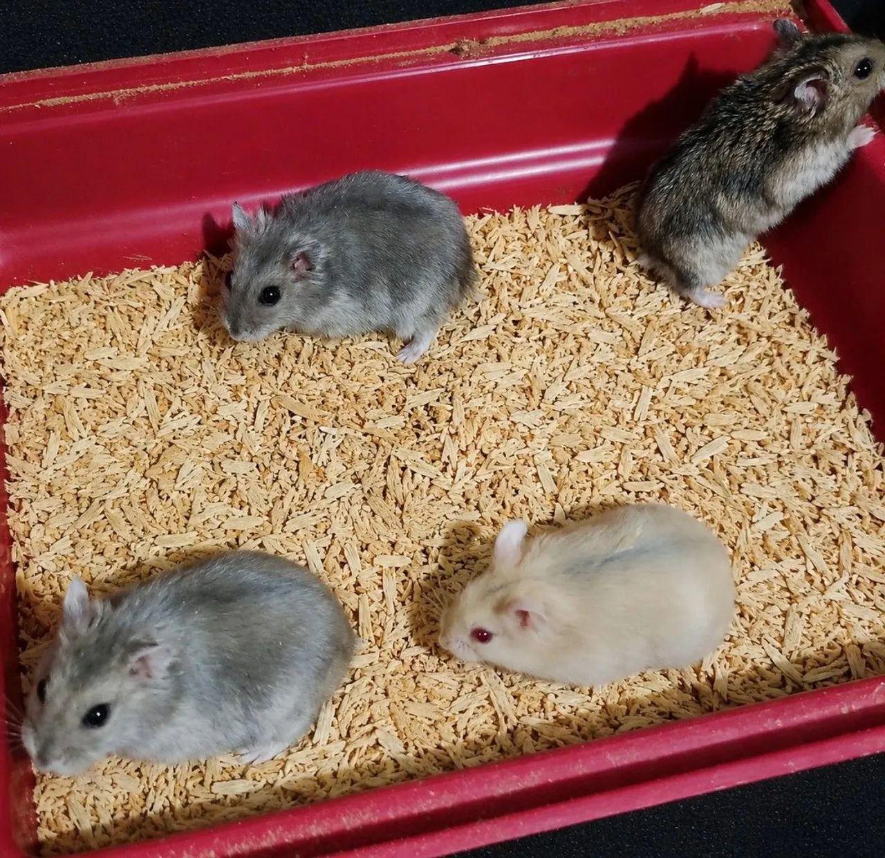 Hamster russo 