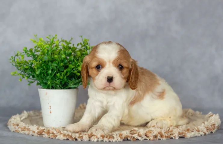 Cavalier King Charles Spaniel,Cavalier King Charles Spaniel Filhote Linda Linhagem Disponí