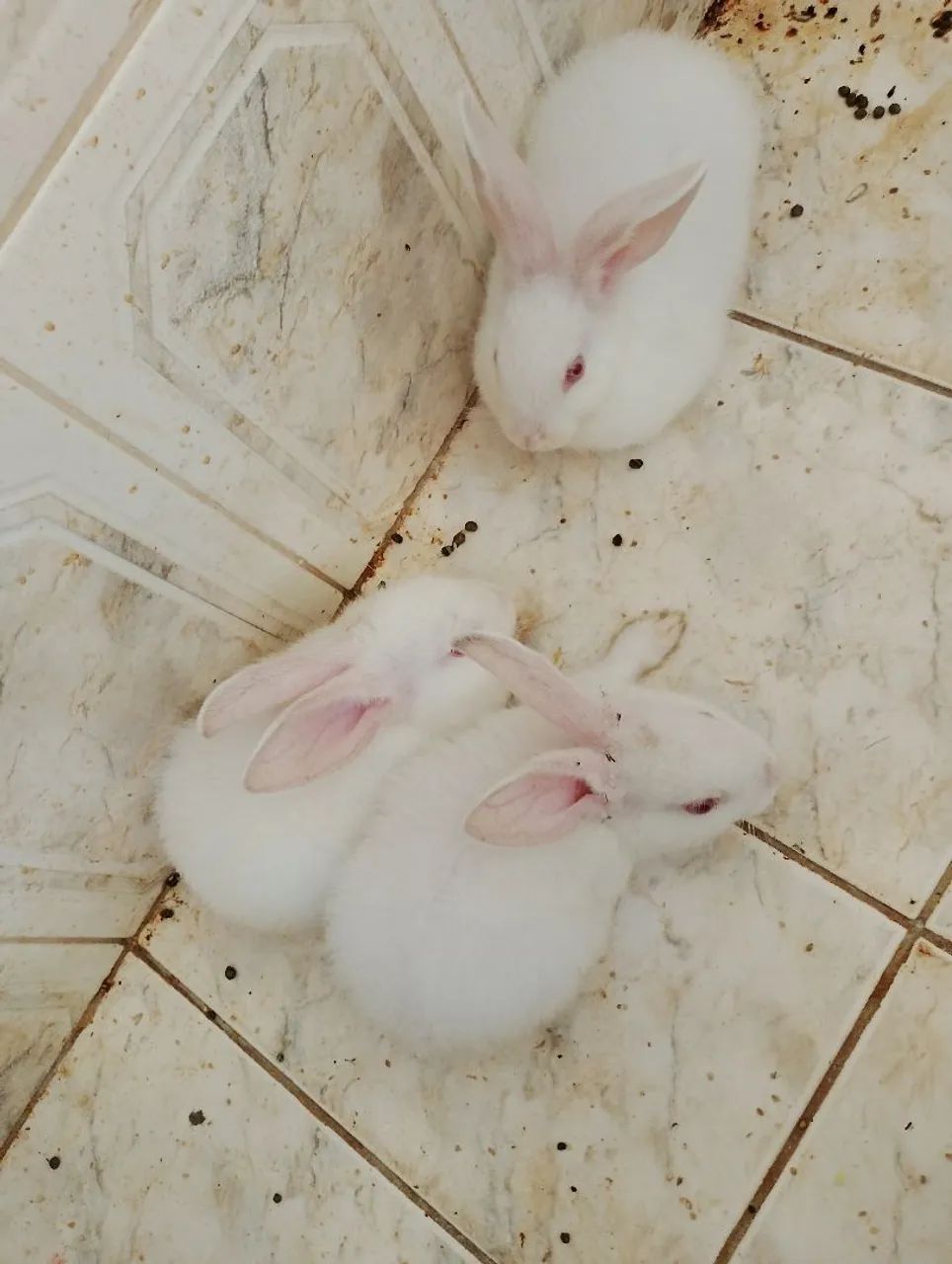 Coelhos  - Foto 2