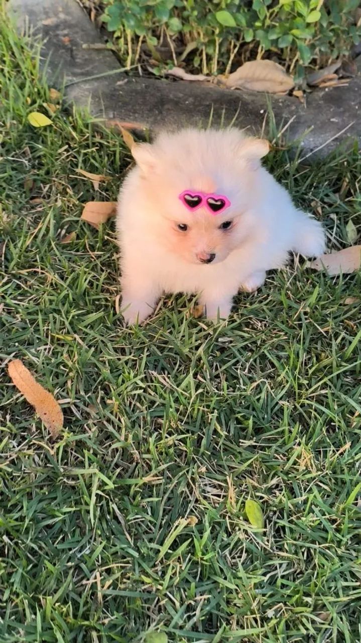 Spitz alemão  - Foto 4
