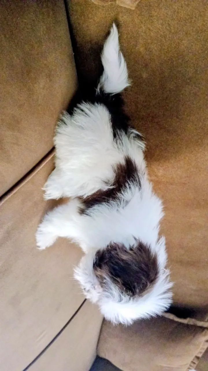 Cachorro  - Foto 4