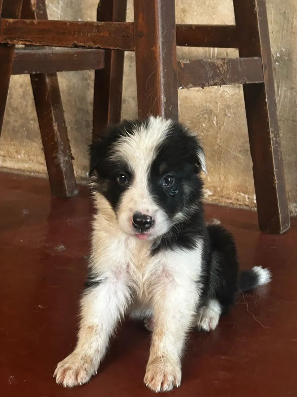 Filhotes de Border collie  - Foto 3