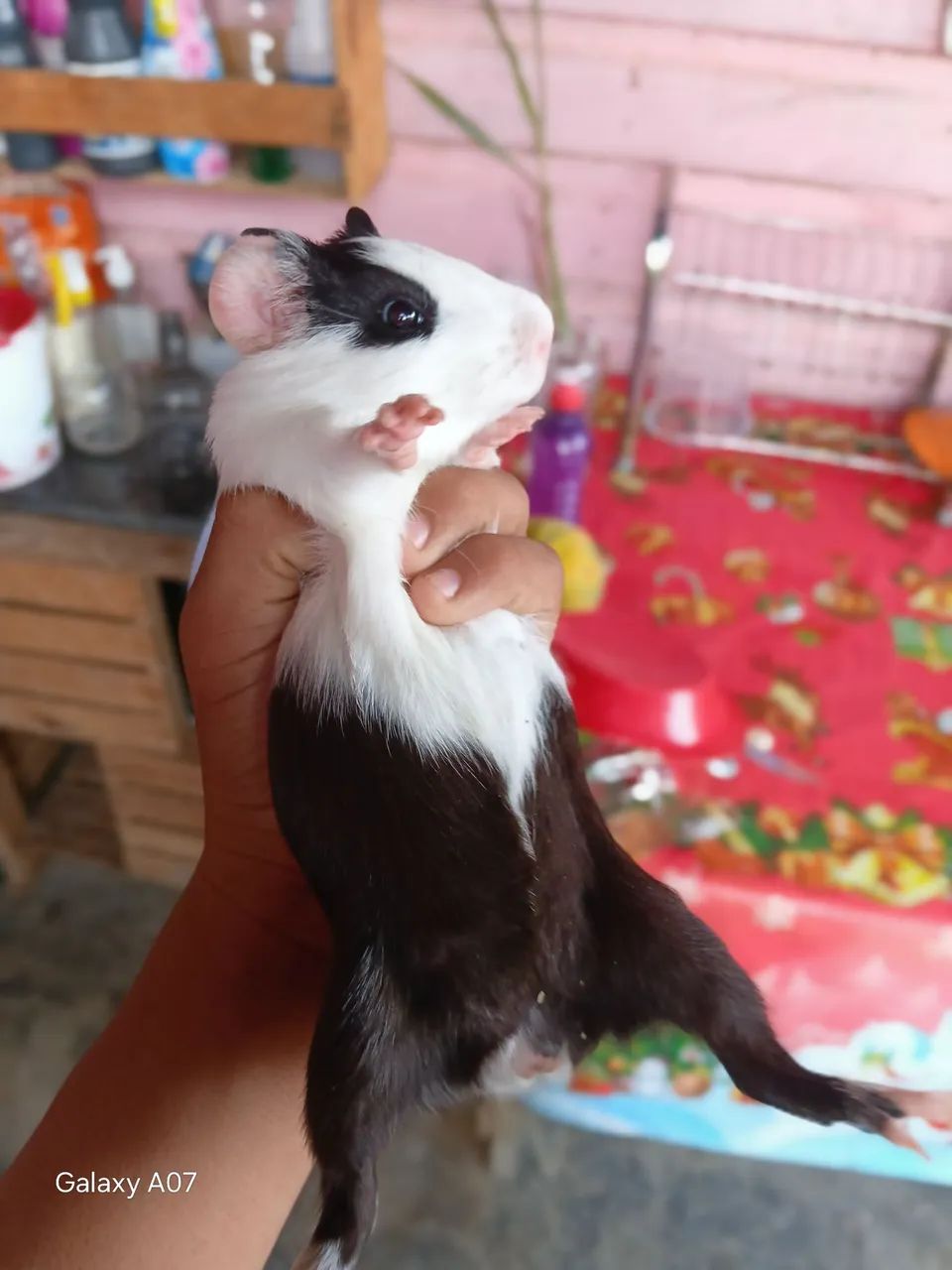 Porquinho da índia 