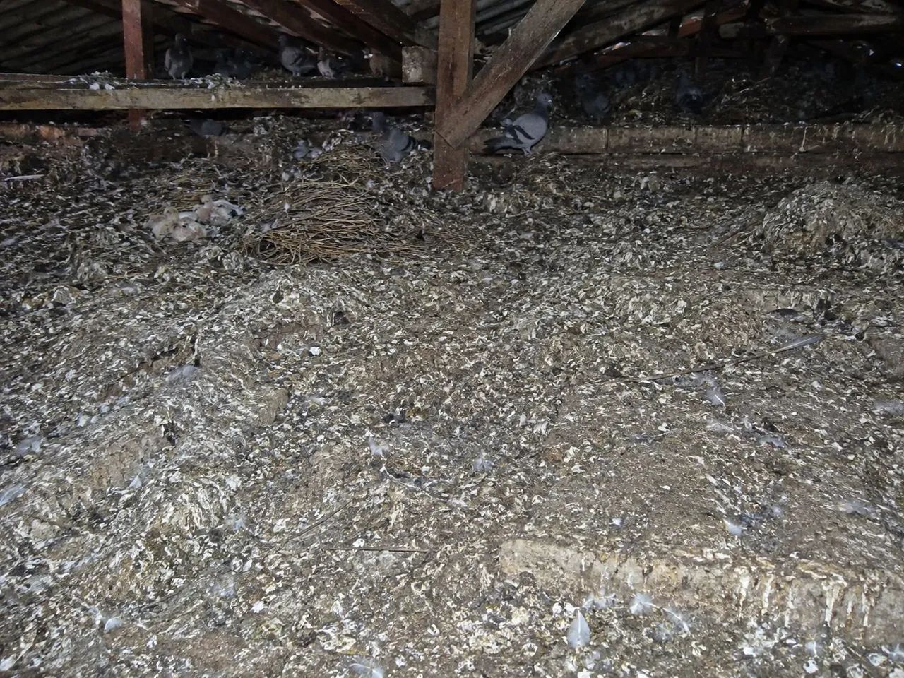 Limpa forros infestado de pragas  - Foto 4