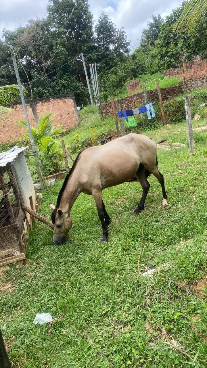 Egua boa de picado boa W nova - Foto 3
