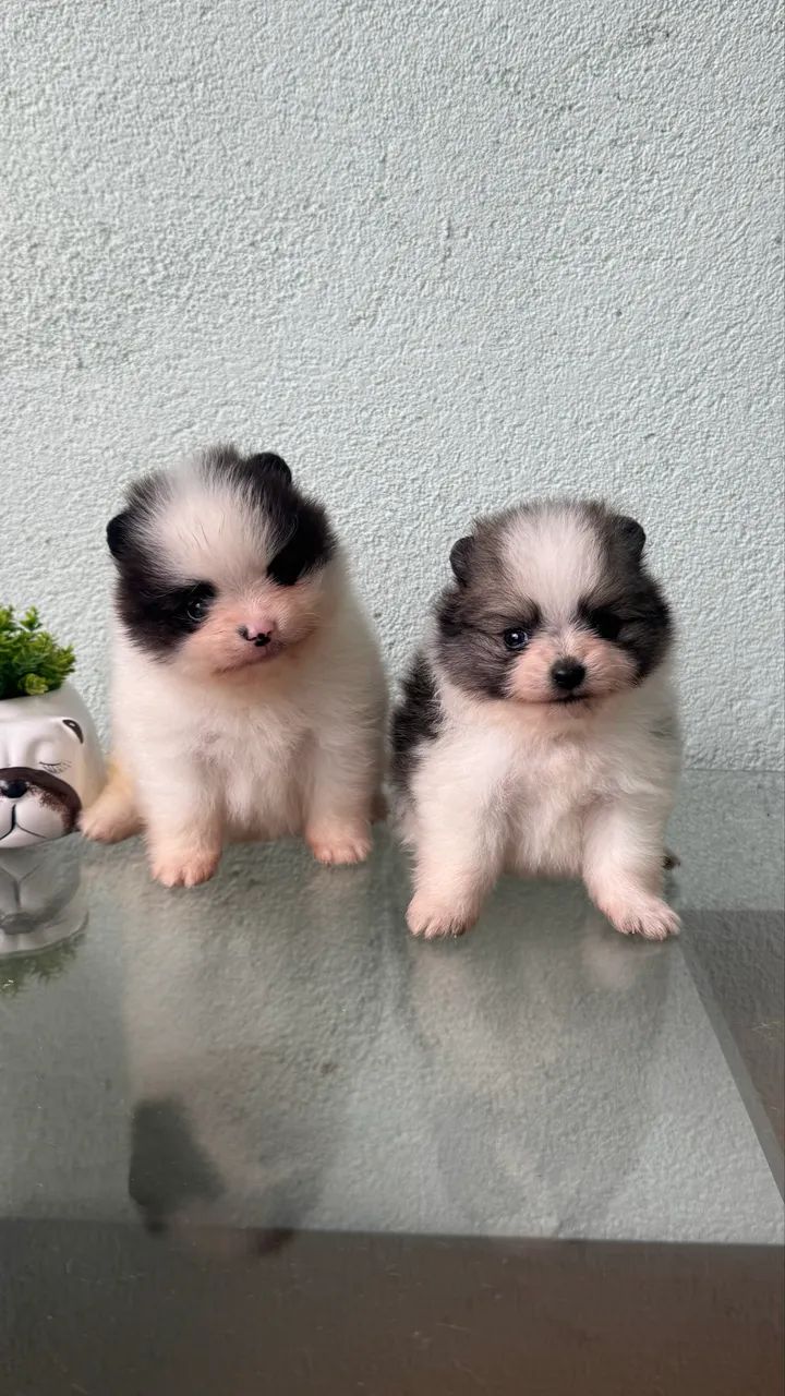 Spitz Alemão Anão  - Foto 5