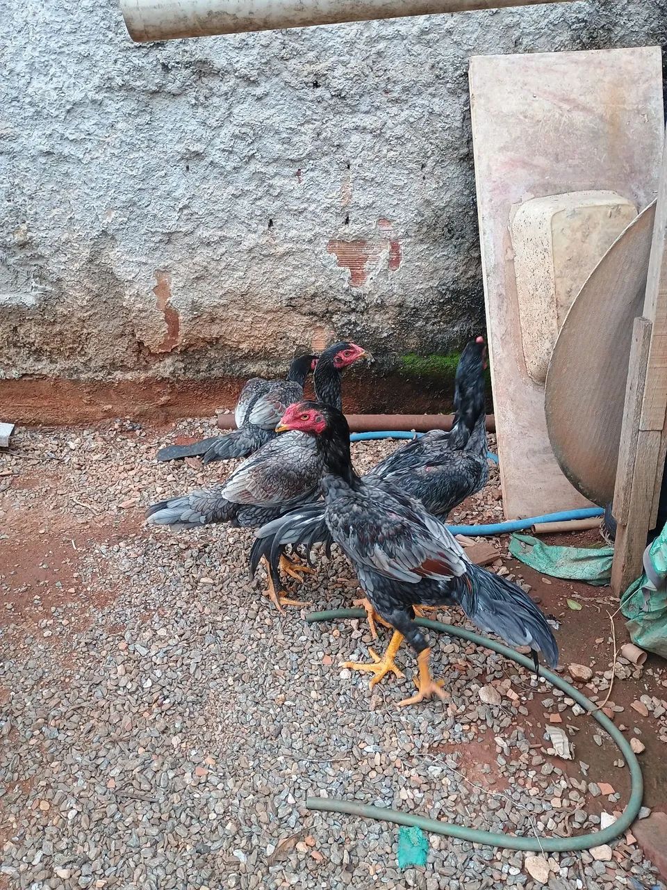 Frango e frangas shamo - Foto 6