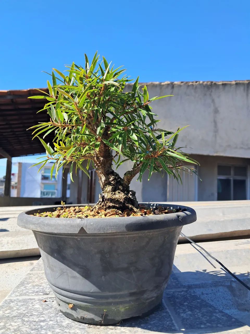 Bonsai - Foto 3