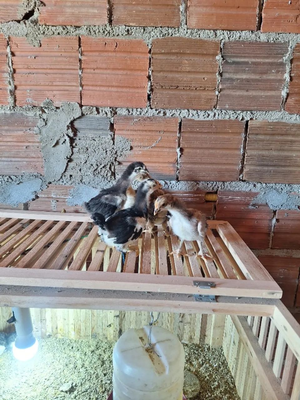 Pintos  - Foto 3