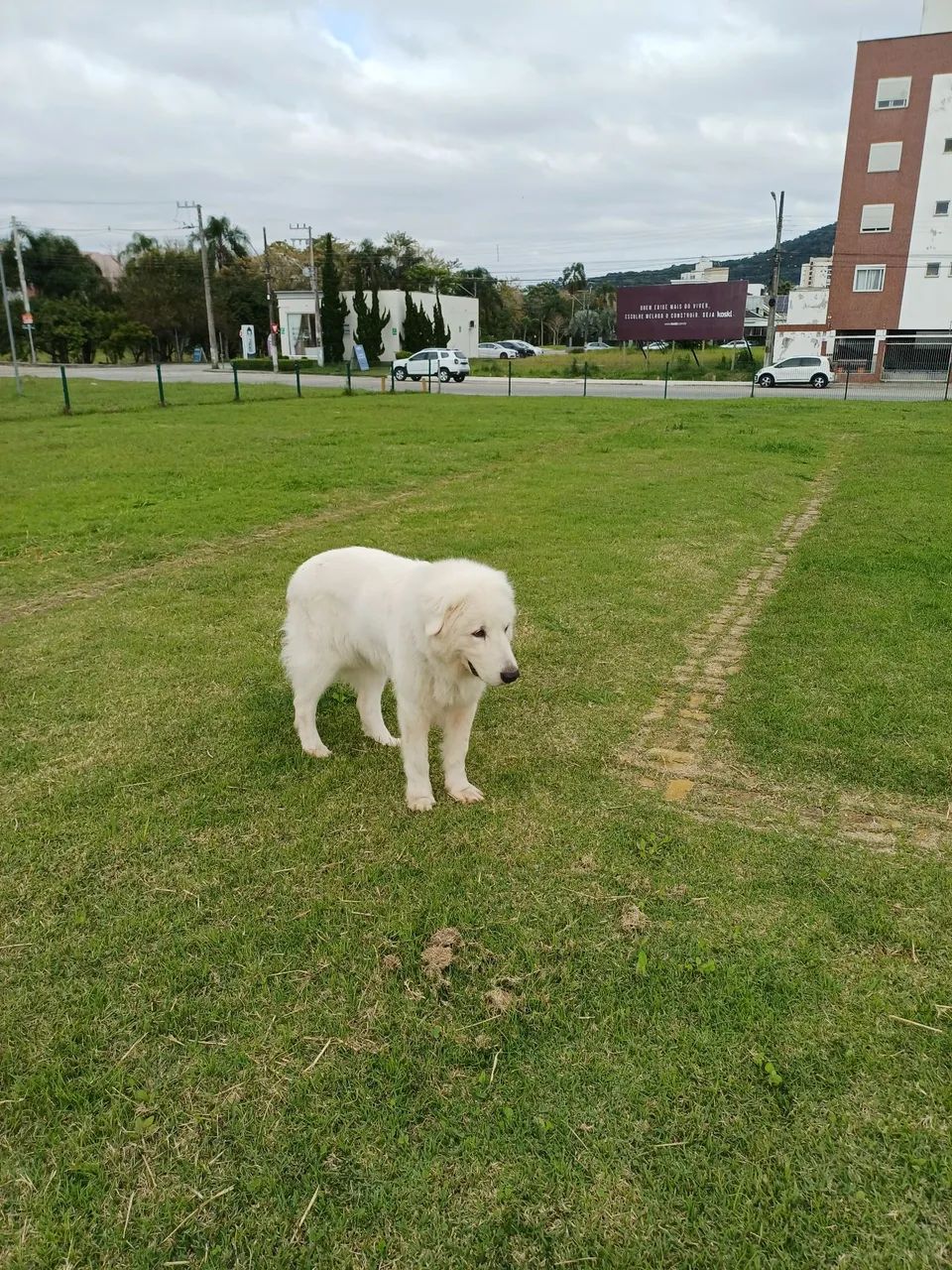 Cachorro Raça Maremano Abruzes. 
