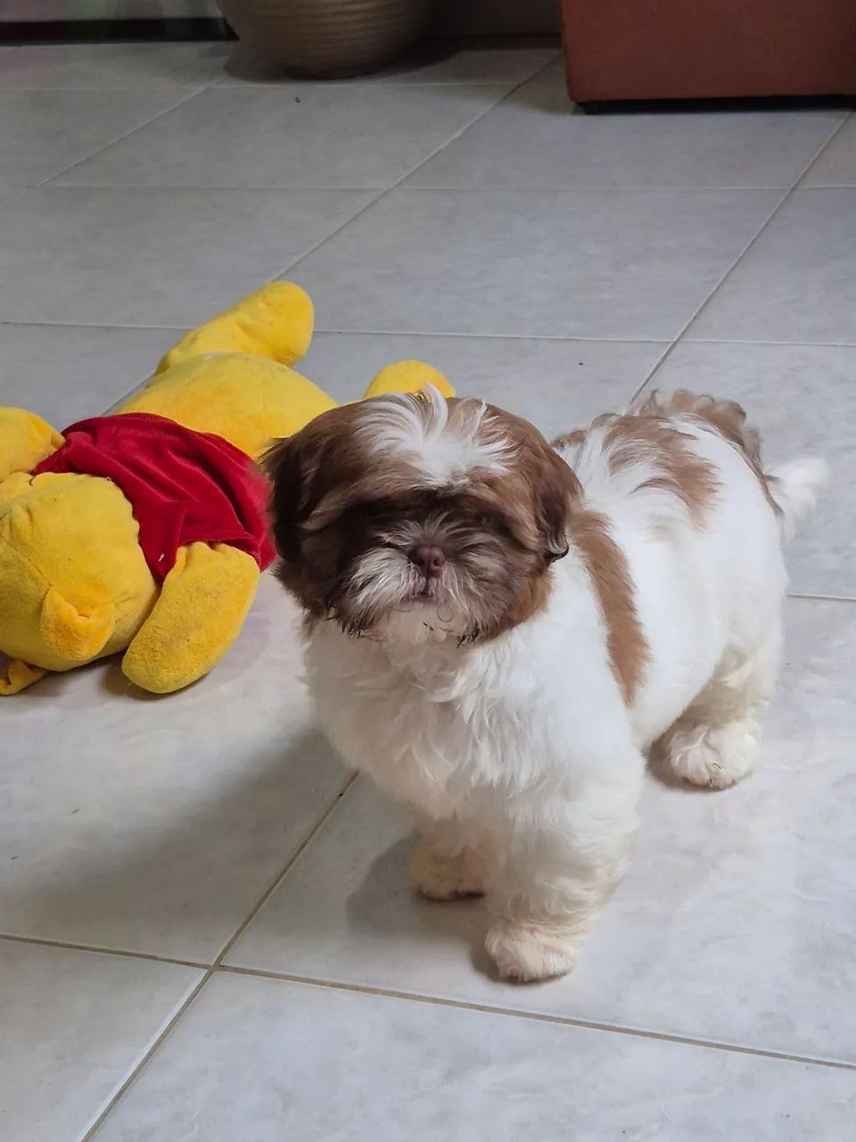 Shitzu fêmea - Foto 5