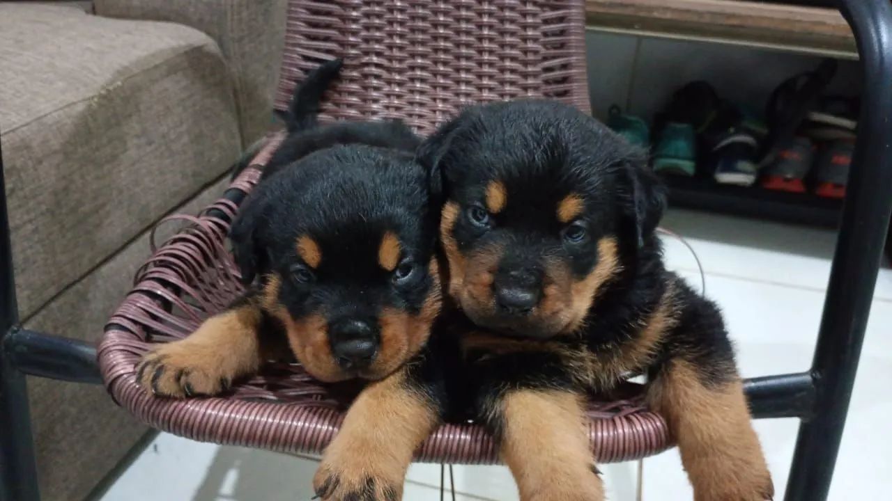 FILHOTES DE ROTTWEILER! - Foto 2