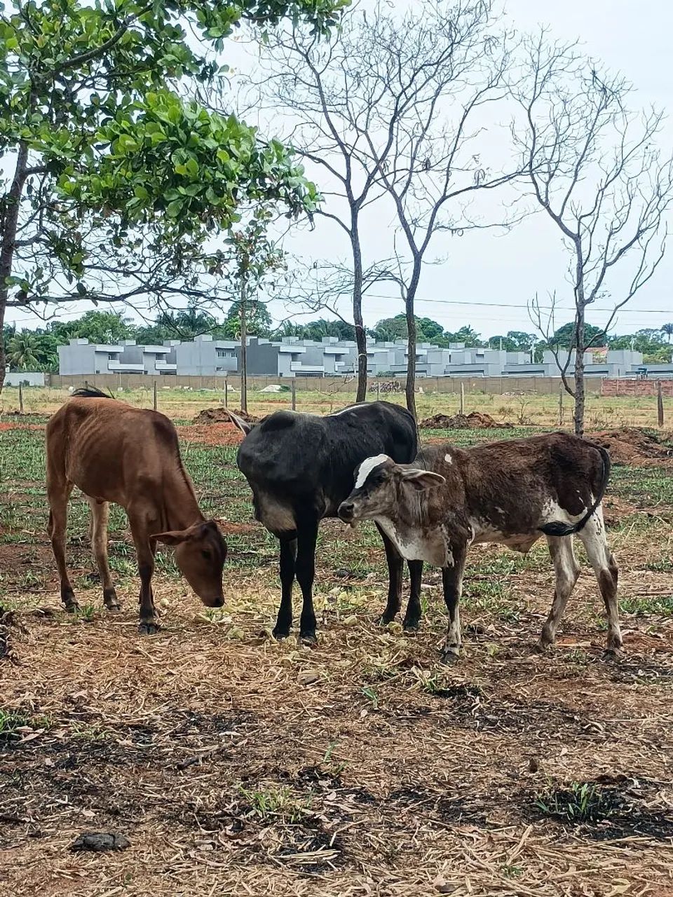 Bezerros e Bezerra  - Foto 3
