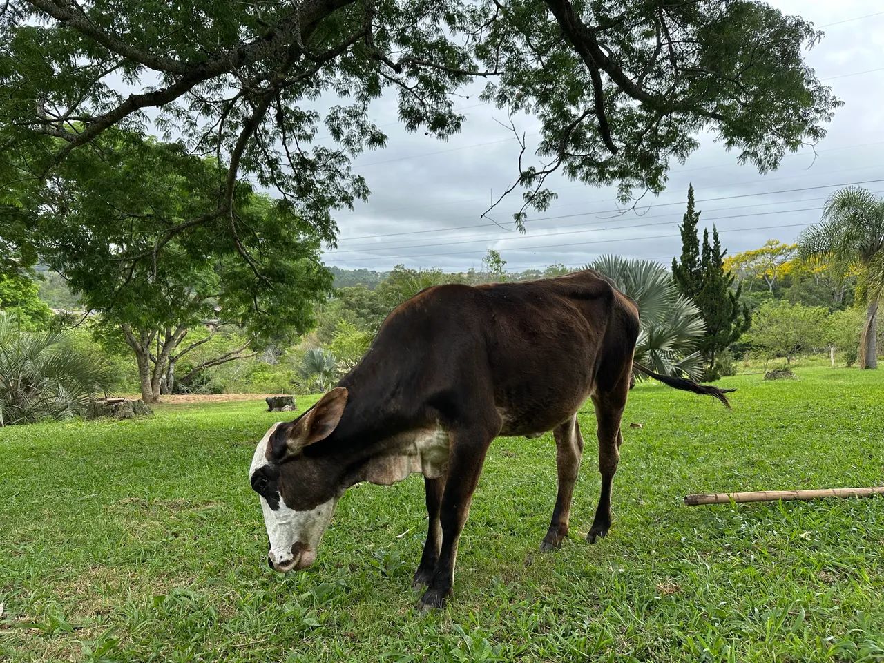 Novilha vendo ou troco por treineiros - Foto 2