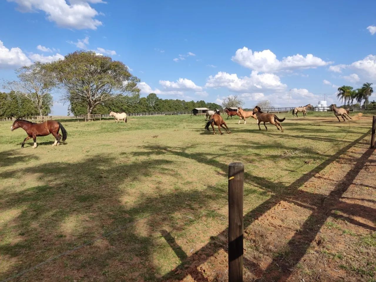 EXCELENTE HARAS A VENDA NA REGIÃO DE ITAPETININGA-SP - Foto 2