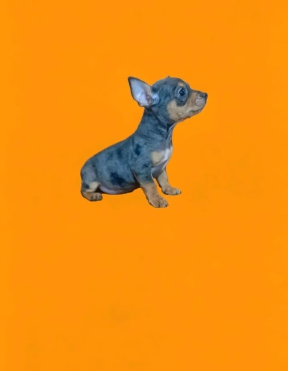 Pinscher 